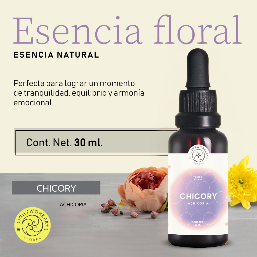 Chicory/ Achicoria